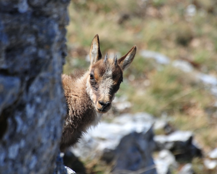 Camoscio appenninico - Rupicapra pyrenaica ornata